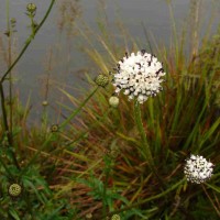 Dipsacus walkeri Arn.